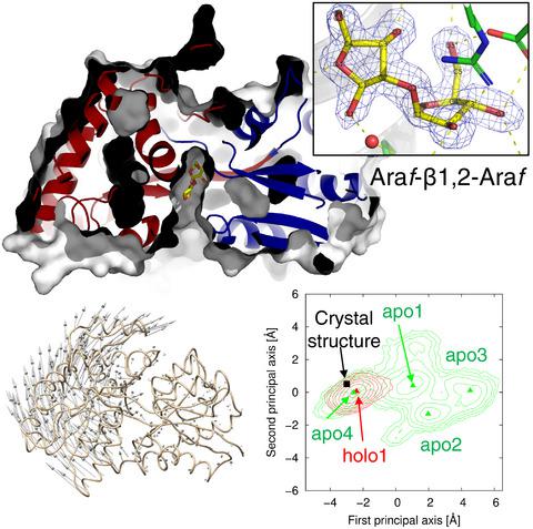 Structural Analysis Of B L Arabinobiose Binding Protein In The Metabolic Pathway Of Hydroxyproline Rich Glycoproteins In Bifidobacterium Longum The Febs Journal X Mol