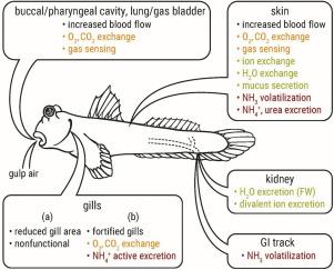 Cutaneous respiration and osmoregulation in amphibious