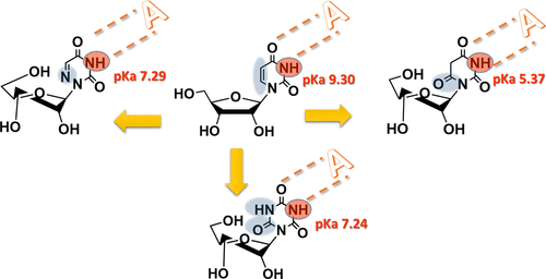 B Cyanuryl Ribose B Barbituryl Ribose And 6 Azauridine As Uridine Mimetics Acs Omega X Mol