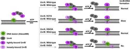 Real-time investigation of the roles of ATP hydrolysis by UvrA and