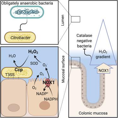Nox1衍生的过氧化氢的无氧呼吸使细菌在结肠表面生长 Cell Host Microbe X Mol