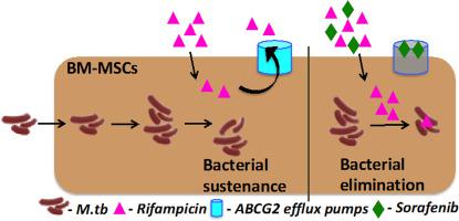 抑制abcg2外排泵使 Em 结核分枝杆菌 Em 隐藏在对抗生素治疗有反应的间充质干细胞中 Infection Genetics And Evolution X Mol