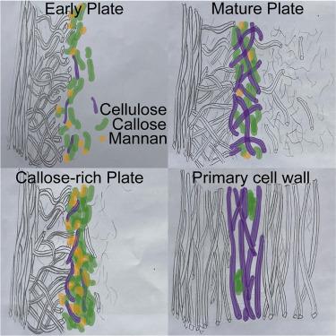 Multicolor 3D-dSTORM Reveals Native-State Ultrastructure Of ...