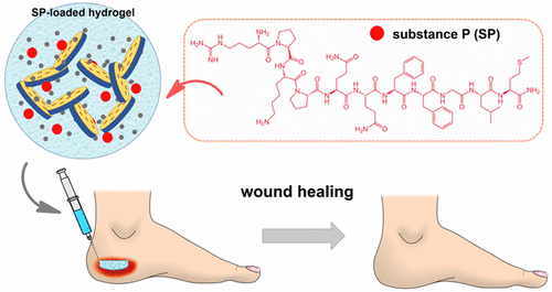 Neuropeptide Substance P Released From A Nonswellable Laponite Based Hydrogel Enhances Wound