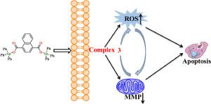 Organotin Iv Complexes Derived From 1 4 Naphthalenedicarboxylic Acid Synthesis Structure In Vitro Cytostatic Activity Journal Of Organometallic Chemistry X Mol