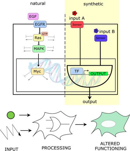 哺乳动物细胞合成基因网络设计指南 The Febs Journal X Mol