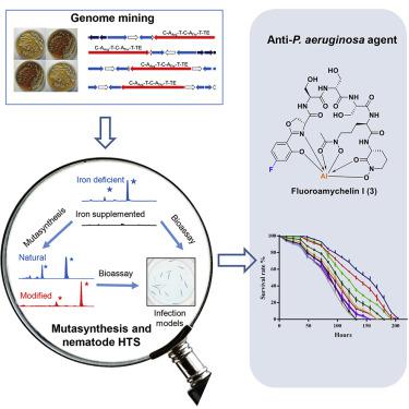 Generation Of Fluorinated Amychelin Siderophores Against Pseudomonas 