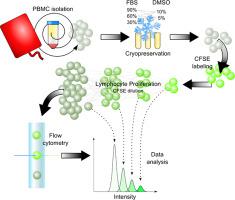 冷冻保存用于增殖测定的外周血单核细胞 效能测定的第一步 Journal Of Immunological Methods X Mol