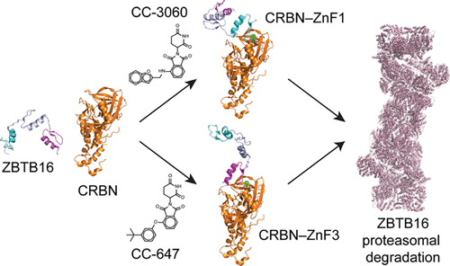 Cereblon Modulators Target ZBTB16 And Its Oncogenic Fusion Partners For ...