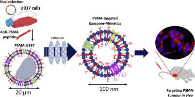 Genetically Engineered Anti Psma Exosome Mimetics Targeting Advanced Prostate Cancer In Vitro And In Vivo Journal Of Controlled Release X Mol