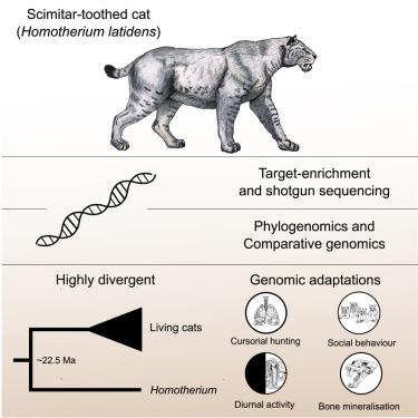 Genomic Adaptations and Evolutionary History of the Extinct