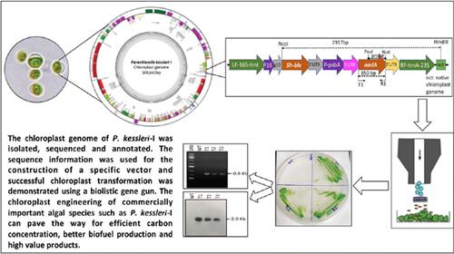 Characterising The Chloroplast Genome