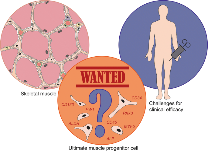 Muscular Dystrophy Stem Cell Treatment Captions Pages 0365