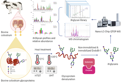 Effects Of Industrial Thermal Treatments On The Release Of Bovine Colostrum Glycoprotein N Glycans By Endo B N Acetylglucosaminidase Journal Of Agricultural And Food Chemistry X Mol