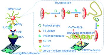 Dnazyme Concatemer Catalyzed Precipitation On An Interdigitated Micro Comb Electrode For Capacitance Immunosensing Of Interleukin 6 With Rolling Circle Amplification New Journal Of Chemistry X Mol