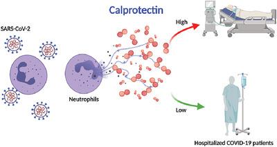 calprotectin neutrophils neutrophil leukocyte mol jlb pulmonary identifies lugogo lezak woodward yogendra kanthi lood wrenn knight