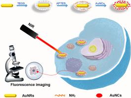 Gold Nanoclusters Modified Mesoporous Silica Coated Gold Nanorods ...