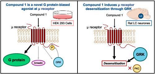 A Novel G Protein Biased Agonist At The M Opioid Receptor Induces Substantial Receptor Desensitisation Through G Protein Coupled Receptor Kinase British Journal Of Pharmacology X Mol