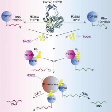 TOP3B RNA-和 DNA-蛋白质交联的 DNA 和 RNA 裂解复合物和修复途径,Cell Reports - X-MOL