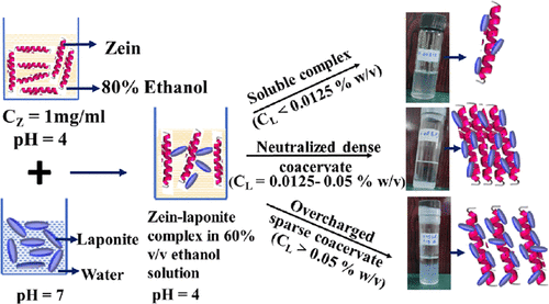 Complex Coacervation And Overcharging During Interaction Between Hydrophobic Zein And Hydrophilic Laponite In Aqueous Ethanol Solution Acs Omega X Mol