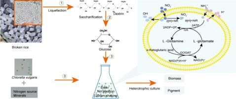 以碎米水解产物为碳源生产生物质和色素的 Em 小球藻 Em 异养栽培 Bioresource Technology X Mol