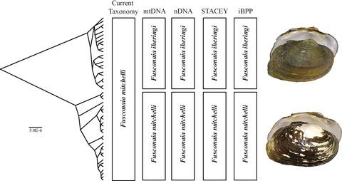 解决濒临灭绝的淡水贻贝物种fusconaia Mitchelli 双壳纲 Unionidae 的物种边界 Journal Of Zoological Systematics And Evolutionary Research X Mol