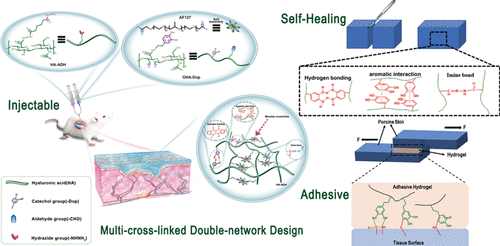 Injectable Adhesive Self-Healing Multicross-Linked Double-Network ...