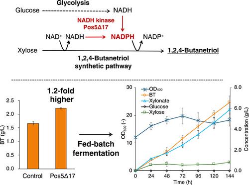 通过nadh Nadph 平衡的代谢工程优化酿酒酵母中木糖的1 2 4 丁三醇生产 Biotechnology And Bioengineering X Mol