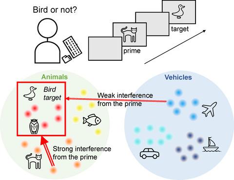 A Simple Rule To Describe Interactions Between Visual Categories European Journal Of Neuroscience X Mol