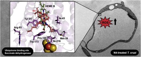 Novel N N Di Alkylnaphthoimidazolium Derivative Of B Lapachone Impaired Trypanosoma Cruzi Mitochondrial Electron Transport System Biomedicine Pharmacotherapy X Mol