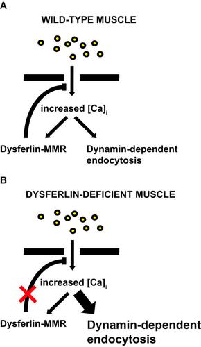 肌膜损伤可激活横纹肌中依赖于动力的内吞作用 The Febs Journal X Mol