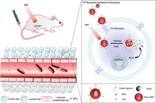 Pharmaceutics Free Full Text Tumor Targeted Erythrocyte Membrane