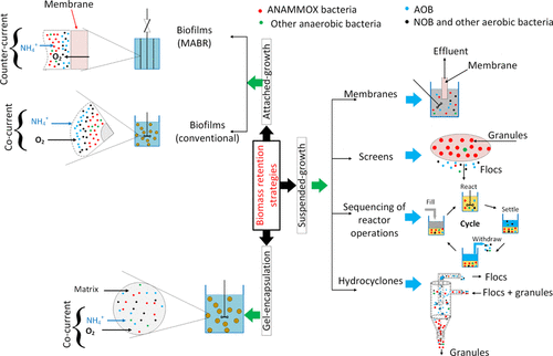 Critical Analysis Of Biomass Retention Strategies In Mainstream And ...