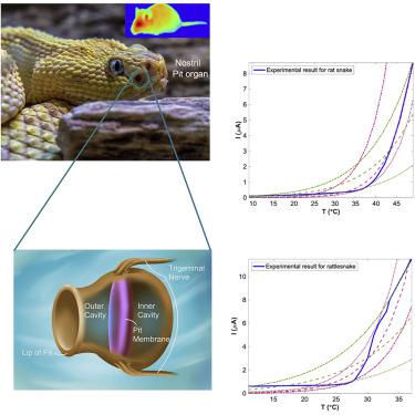 Soft Matter Mechanics And The Mechanisms Underpinning The Infrared ...