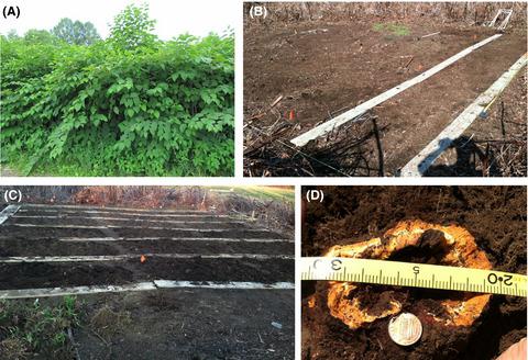 土壤碳改良剂在逆转植物入侵的遗留效应中的作用 Journal Of Applied Ecology X Mol