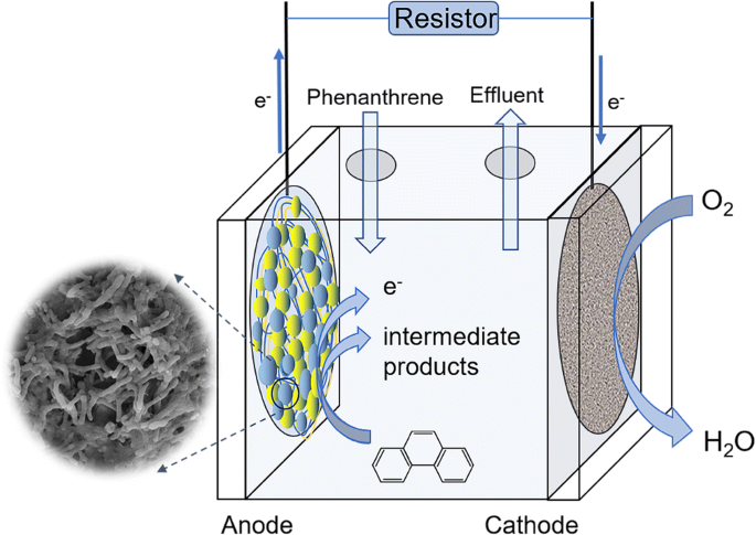 Cathodic and anodic biofilms in single chamber microbial fuel cells