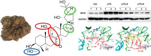 Anti Neuroinflammatory Polyoxygenated Lanostanoids From Chaga Mushroom Inonotus Obliquus Phytochemistry X Mol