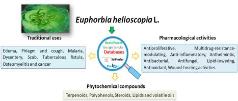 Euphorbia Helioscopia L A Phytochemical And Pharmacological Overview Phytochemistry X Mol