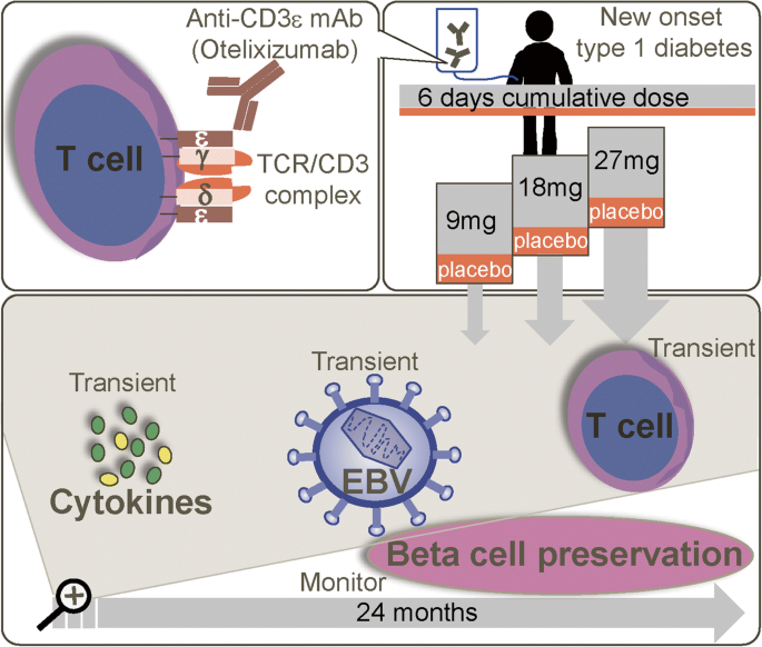 A Randomised Single Blind Placebo Controlled Dose Finding Safety And Tolerability Study Of The Anti Cd3 Monoclonal Antibody Otelixizumab In New Onset Type 1 Diabetes Diabetologia X Mol