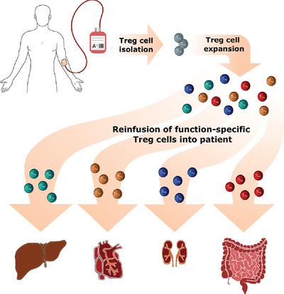 Treg细胞疗法 细胞异质性如何发挥作用 European Journal Of Immunology X Mol