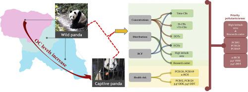 Organochlorine Compounds Pose Health Risks To The Qinling Giant Panda Ailuropoda Melanoleuca Qinlingensis Environmental Pollution X Mol