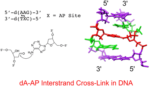 Structure Of A Stable Interstrand Dna Cross Link Involving A B N Glycosyl Linkage Between An N6 Da Amino Group And An Abasic Site Biochemistry X Mol