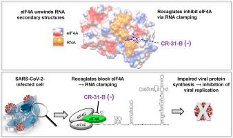 The Rocaglate Cr 31 B Inhibits Sars Cov 2 Replication At Non Cytotoxic Low Nanomolar Concentrations In Vitro And Ex Vivo Antiviral Research X Mol