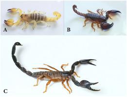 Scorpions And Scorpion Sting Envenoming Scorpionism In The Arab Countries Of The Middle East Toxicon X Mol