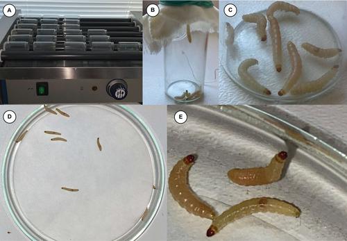 多食性 Plodia Interpunctella 和窄食性 Ephestia Kuehniella 贮藏蛾对残留杀虫剂的敏感性 配方和幼虫年龄的影响 Insect Science X Mol