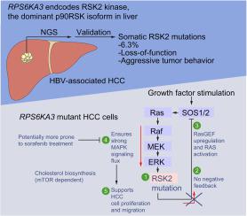 RSK2 失活突变增强 MAPK 信号传导并支持肝细胞癌中的胆固醇代谢,Journal of Hepatology - X-MOL