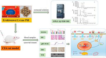 Tibetan Medicine Ershiwuwei Lvxue Pill Attenuates Collagen Induced Arthritis Via Inhibition Of Jak2 Stat3 Signaling Pathway Journal Of Ethnopharmacology X Mol