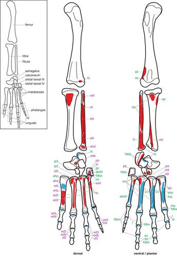 现存蜥脚类动物足部肌肉的同源性和骨学相关性 Journal Of Anatomy X Mol