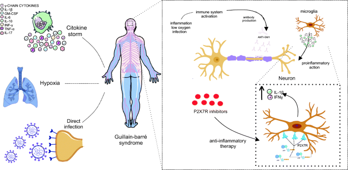 Purinergic Signaling Of Atp In Covid 19 Associated Guillain Barre Syndrome Journal Of Neuroimmune Pharmacology X Mol