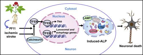 假人参皂苷f11 通过激活永久性脑缺血期间神经元中钙调神经磷酸酶介导的tfeb 核易位来改善自噬 溶酶体途径的功能障碍 Experimental Neurology X Mol
